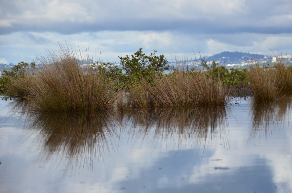 2017-03 New Zealand/Rangitoto/DSC_0112.JPG